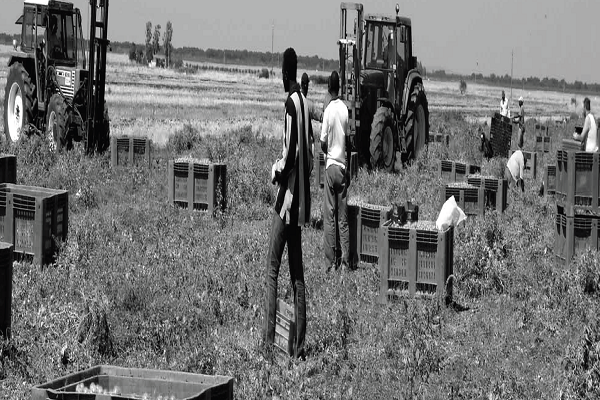 agricoli